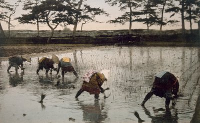 Cinco campesinos replantando arroz en un campo de arroz de Japanese Photographer